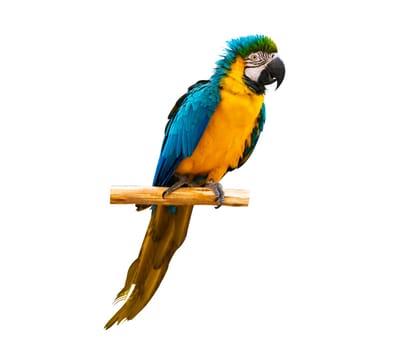 macaw parrot parakeet perching on branch on white background isolate