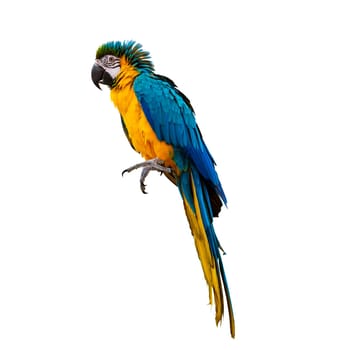 macaw parrot parakeet perching on branch on white background isolate