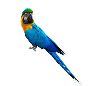 macaw parrot parakeet perching on branch on white background isolate