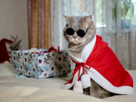 Scottish straight cat in New Year's red suit and glasses for New Year, Christmas. A pet on the eve of the holidays 2025 at home on the bed