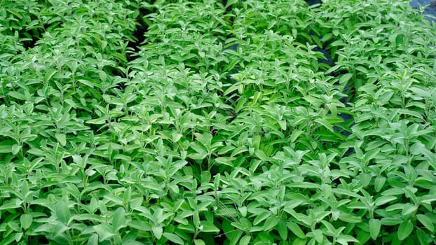 Green sage leaves grow in the vegetable garden. Growing spicy spices for further use. Farming background.