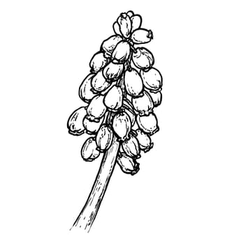 Spring flowers drawing with line art on white