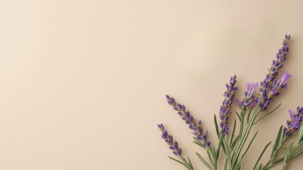 Lavender flowers isolated on beige background, natural composition. Aromatherapy and relaxation concept.
