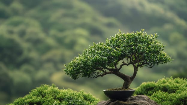 Bonsai tree on a rocky ledge with lush green forest in the background, tranquil nature concept.