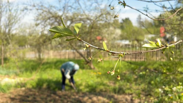 Elderly woman working in the vegetable garden in spring against the background of a tree branch
