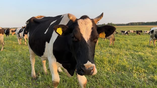 Cows herd on a grass field during the summer at sunset. A cow is looking at the camera sun rays are piercing behind her horns.