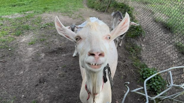 Domestic goats are a mother goat and two goats. In nature, in the meadow. Pets. Portrait. The goats look at the viewer.
