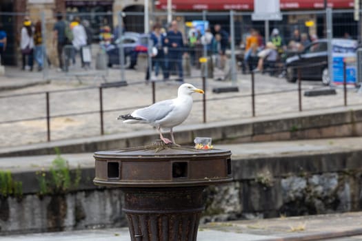A seagull is perched on a metal pole in a busy city street. The bird is surrounded by people and cars, creating a contrast between the natural and urban environments. Concept of urban life