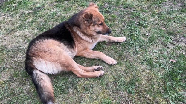 Elderly German shepherd dog lies in a coniferous forest.