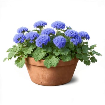 Ageratum clusters of small blue flowers on compact plants in a terracotta pot Ageratum houstonianum. Plants isolated on transparent background.