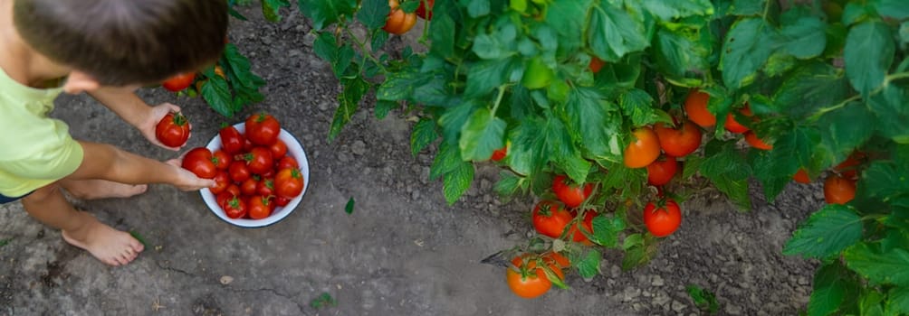 boy with tomatoes in the garden, ecological product. Selective focus