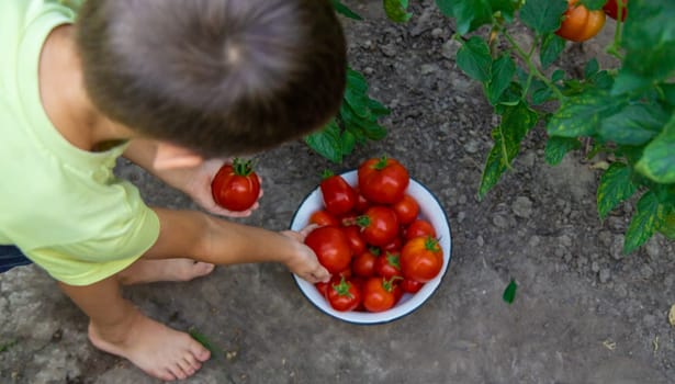 boy with tomatoes in the garden, ecological product. Selective focus