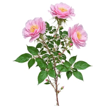 Wild Rose Bush shrub with prickly stems and pinnate leaves and pink fragrant flowers Rosa. Plants isolated on transparent background.