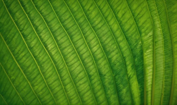 A close-up view of a single green leaf. The veins and texture of the leaf are clearly visible.
