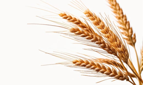 A group of golden wheat stalks are shown against a white background. The stalks are tall and slender, with long, thin leaves. The wheat is ripe and ready for harvest.