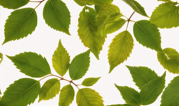 The image showcases several green leaves, some overlapping, against a white backdrop. The leaves appear to be arranged in a random, yet visually pleasing manner.