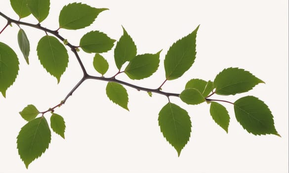 A branch with several green leaves is isolated against a white background.
