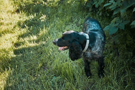 A gorgeous black and white dog with unique multicolored eyes lounging in a lush green grassy area
