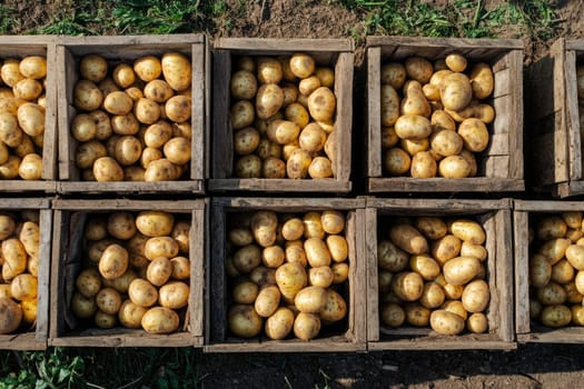 Wooden crates filled with freshly harvested potatoes are arranged neatly on a farm, showcasing the bountiful produce ready for sale and distribution.
