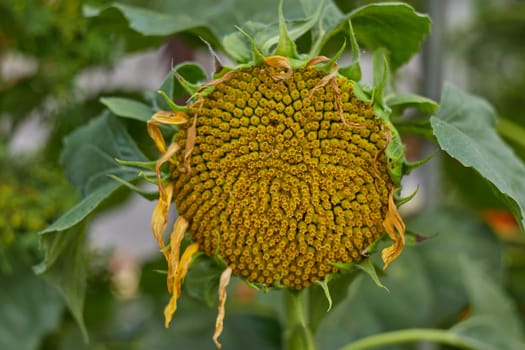 Yellow sunflowers fade and fade closer to autumn.