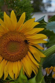 Yellow sunflowers fade and fade closer to autumn.
