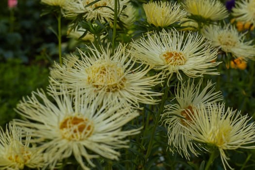 lush yellow flower beautiful, amazing, fantastic nature even in the city