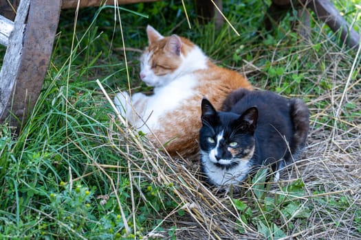 Two adult country cats resting in the shade on the grass. Selective focus.