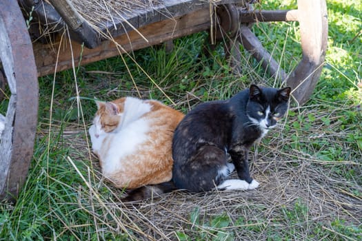 Two adult country cats resting in the shade on the grass. Selective focus.