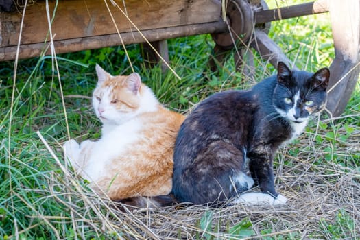 Two adult country cats resting in the shade on the grass. Selective focus.