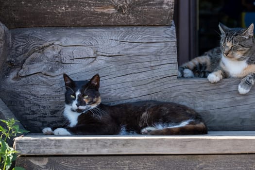 Two adult country cats are on the steps of a wooden building. Selective focus.