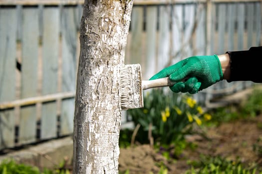a man whitewashes trees in the garden in spring. Selective focus.