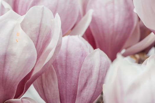 Magnolia Sulanjana flowers with petals in the spring season. the beautiful pink magnolia flowers in spring, selective focusing.