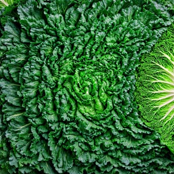 Cabbage Leaf Mandala crisp green cabbage leaves arranged in a mesmerizing spiral edges delicately fluttering. Food isolated on transparent background.