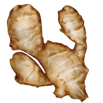 Ginger Watercolor. Hand drawn realistic ginger root. Clip art botanical illustration. Ideal for spice logo, cookbooks and natural cosmetics. High quality photo