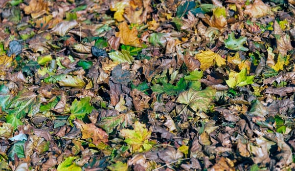 Colorful maple leaves laying on the ground, lighted with the sun light. Maple leave on autumn season in a park