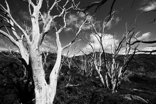 Landscape views along the Porcupine Walking Track on a summer's day in Kosciuszko National Park, Snowy Mountains, New South Wales, Australia