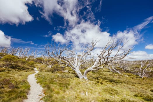Landscape views along the Porcupine Walking Track on a summer's day in Kosciuszko National Park, Snowy Mountains, New South Wales, Australia