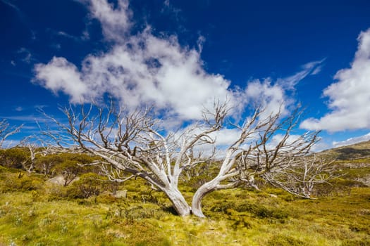 Landscape views along the Porcupine Walking Track on a summer's day in Kosciuszko National Park, Snowy Mountains, New South Wales, Australia