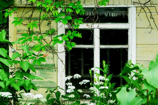 Window in an old village house, vegetation near the window. Village scene.