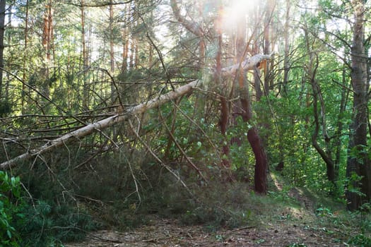 A fallen tree in the middle of the forest. Shallow depth of field.