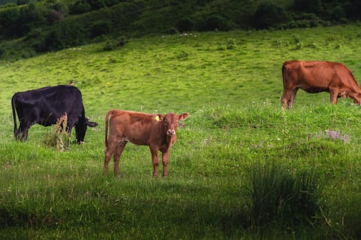 Three curious cows in a pasture with green grass. Scenic scenery of domestic cows grazing on a green grassy meadow near a forest on a sunny day.