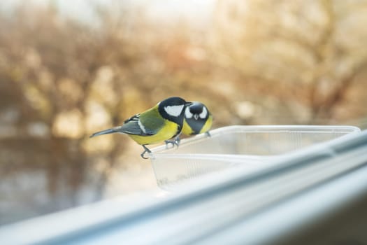 Beautiful wild colorful tits eat in a homemade bird feeder. Bird care concept in winter