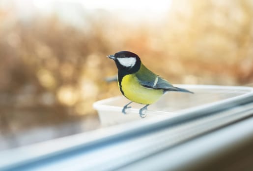 A beautiful multicolored chickadee is eating in a bird feeder she made herself. Bird care concept in winter