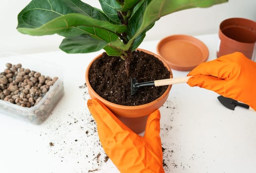 The process of transplanting a flowerpot-ficus lyrata. Hands holding a ficus transplant. Potted home plant ficus lyrata. Home gardening. Plants that are air purifiers