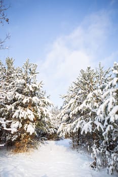 Snow-covered pine forest in nature during a snowstorm. A beautiful sunny day