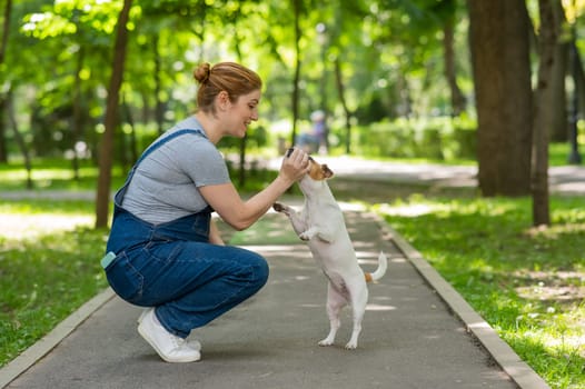 Jack Russell Terrier performs command for the owner