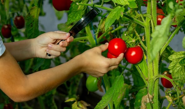 the boy looks at the tomato through a magnifying glass. Selective focus.