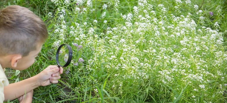 the boy looks at the flower through a magnifying glass. Selective focus.