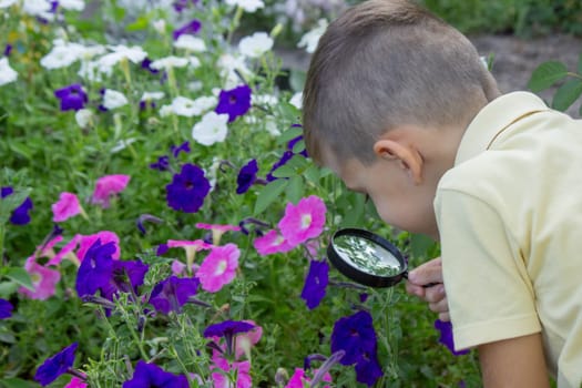 the boy looks at the flower through a magnifying glass. Selective focus.