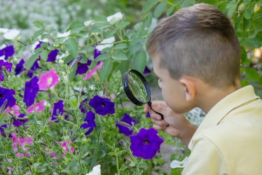 the boy looks at the flower through a magnifying glass. Selective focus.